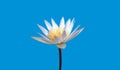 Beautiful single flower of blossom blooming lotus with white petals and yellow stamens isolated on light cyan background, summer Royalty Free Stock Photo