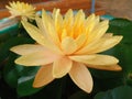 Beautiful single flower blossom blooming lotus with white petals and yellow stamens in pond for background , summer flowers, Royalty Free Stock Photo