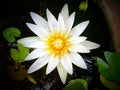 Beautiful single flower blossom blooming lotus with white petals and yellow stamens in pond for background , summer flowers, Royalty Free Stock Photo