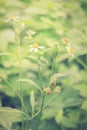 Beautiful single flower grass : Tridax procumbens or coatbuttons or tridax daisy vintage style Royalty Free Stock Photo