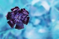 Beautiful single flower head of black tulip on bright blue turquoise background. Royalty Free Stock Photo