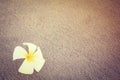 Beautiful single flower isolated on empty beach (vintage style) Royalty Free Stock Photo