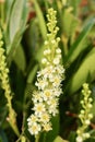 Laurel Hedge flower - Cherry laurel - Prunus Rotundifolia bin early October