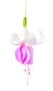 Beautiful single flower of white and lilac fuchsia is isolated o Royalty Free Stock Photo