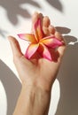 Beautiful woman& x27;s hand holding a single frangipani Royalty Free Stock Photo