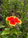 This is beautiful single hibiscus flowers blooming. It`s beautiful red and yellow color Royalty Free Stock Photo