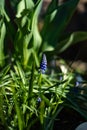 Beautiful single Hyacinth in the garden. Royalty Free Stock Photo