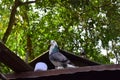 Beautiful Single Isolated Pigeon Royalty Free Stock Photo