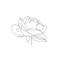 Beautiful single line rose illustration. Continuous line art drawing of flower on white background. - Vector illustration