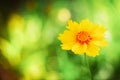 Beautiful single little flower with yellow petals against green bokeh background. Macro nature scene with magic sunny light