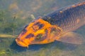 Beautiful single mixed Orange-black color fancy carp fish in shallow water pond. Royalty Free Stock Photo