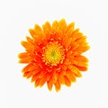 closeup of beautiful single orange gerbera flower Royalty Free Stock Photo