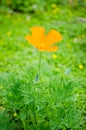 Beautiful single Orange poppy flower in the single with its green leaves in the background at a Botanic garden. Royalty Free Stock Photo