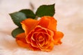 Beautiful, single orange rose shining at our eyes