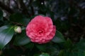 Beautiful single pink camellia flower and foliage with copy space Royalty Free Stock Photo