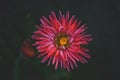 Beautiful single Pink flower of asters. Abstract dark background. Space in background for copy, text, your words Royalty Free Stock Photo