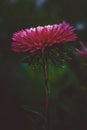 Beautiful single Pink flower asters. Abstract dark background. Space in background for copy, text, your words Royalty Free Stock Photo