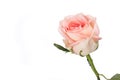 Beautiful single pink rose
