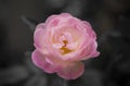 Beautiful single of a pink rose flowers on a dark background, soft and romantic pastel colors Royalty Free Stock Photo