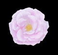 Beautiful single pink rose isolated