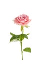 Beautiful single pink rose isolated on white background Royalty Free Stock Photo