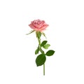 Beautiful single pink rose isolated on white background Royalty Free Stock Photo