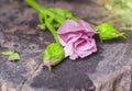 Beautiful single pink rose isolated on wooden background