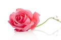 Beautiful single pink rose lying down on white background Royalty Free Stock Photo