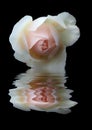 Beautiful single pink rose reflected in dark water on a black background