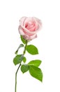 Beautiful single pink rose