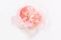 Beautiful single pink rose on white background Royalty Free Stock Photo