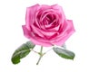 Beautiful single pink rose