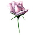 Beautiful single pink watercolor rose isolated on Royalty Free Stock Photo