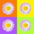 Beautiful single pink and white daisy Bellis flower head isolated on orange, purple, light green and yellow backgrounds closeup.