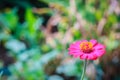 Beautiful single pink Zinnia flower top view in summer garden (Zinnia violacea Cav.) on sunny day. Royalty Free Stock Photo