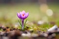 Beautiful single Purple crocus spring flower on blurry grass background blooming during early spring with copy space Royalty Free Stock Photo