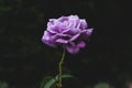 Beautiful single purple rose on dark green natural background Royalty Free Stock Photo