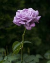 Beautiful single purple rose on dark green natural background Royalty Free Stock Photo