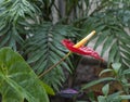 Red anthurium or flamingo lily Royalty Free Stock Photo