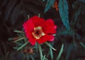 Beautiful single red flower of asters. Abstract dark background. Space in background for copy, text, your words Royalty Free Stock Photo