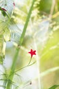 A Beautiful Single Red Flower on a Cypress Vine Lpomoea Guamoclit in Tangled Vegetation in in Mexico Royalty Free Stock Photo