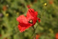 Beautiful single red Poppy flower in bloom with green plants and lavender in the background Royalty Free Stock Photo