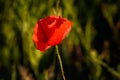 Single red  poppy flower in England Royalty Free Stock Photo