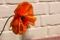 Beautiful single red poppy flower next to garden wall in a hot summer day Royalty Free Stock Photo