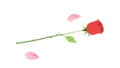 Beautiful Single Red Rose with Falling Petals, Romance, vector design Generative AI Royalty Free Stock Photo