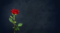 Beautiful single red rose flower on black background Royalty Free Stock Photo