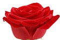 Beautiful single red rose flower. Isolated. Royalty Free Stock Photo