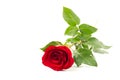 Beautiful single red rose flower isolated on white background. Red rose is a wonderful flower to express your feelings Royalty Free Stock Photo