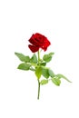 Beautiful single red rose flower on stem with leaves isolated on white background Royalty Free Stock Photo