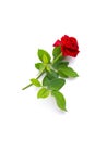 Beautiful single red rose flower on stem with leaves isolated on white background. NaturÃÂµ object Royalty Free Stock Photo